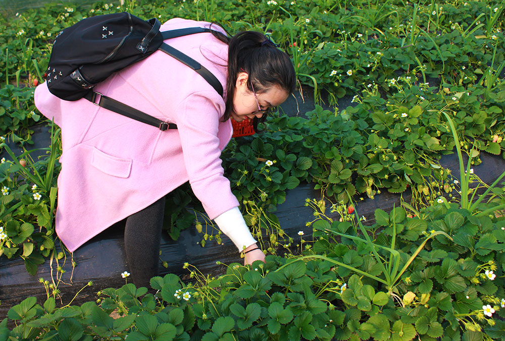 億誠建設三八婦女節摘草莓 億誠建設三八婦女節摘草莓