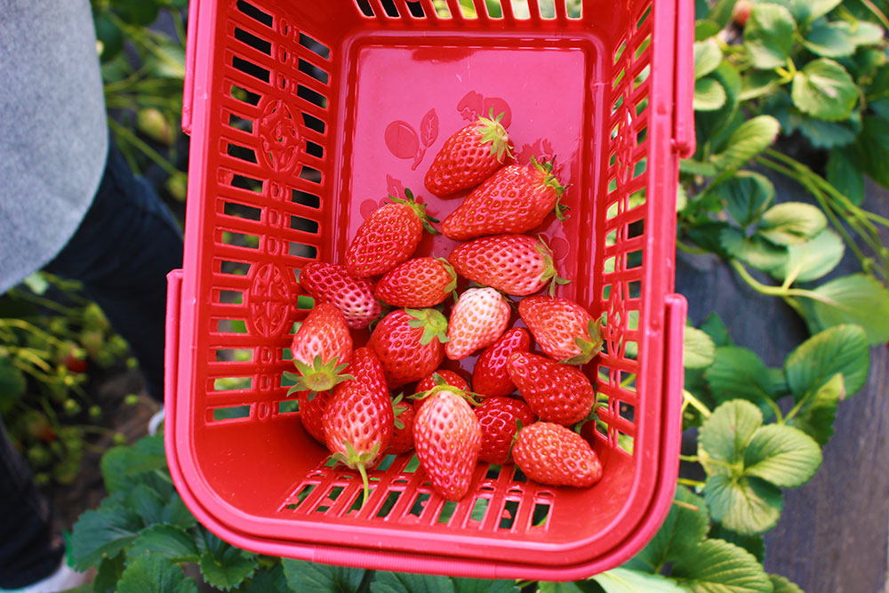 億誠建設三八婦女節摘草莓 億誠建設三八婦女節摘草莓