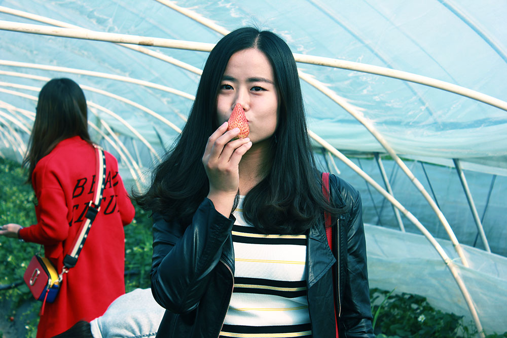 億誠建設三八婦女節摘草莓 億誠建設三八婦女節摘草莓