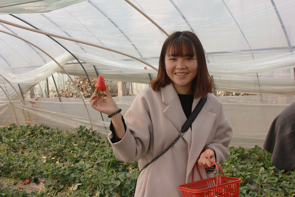 億誠建設三八婦女節摘草莓 億誠建設三八婦女節摘草莓