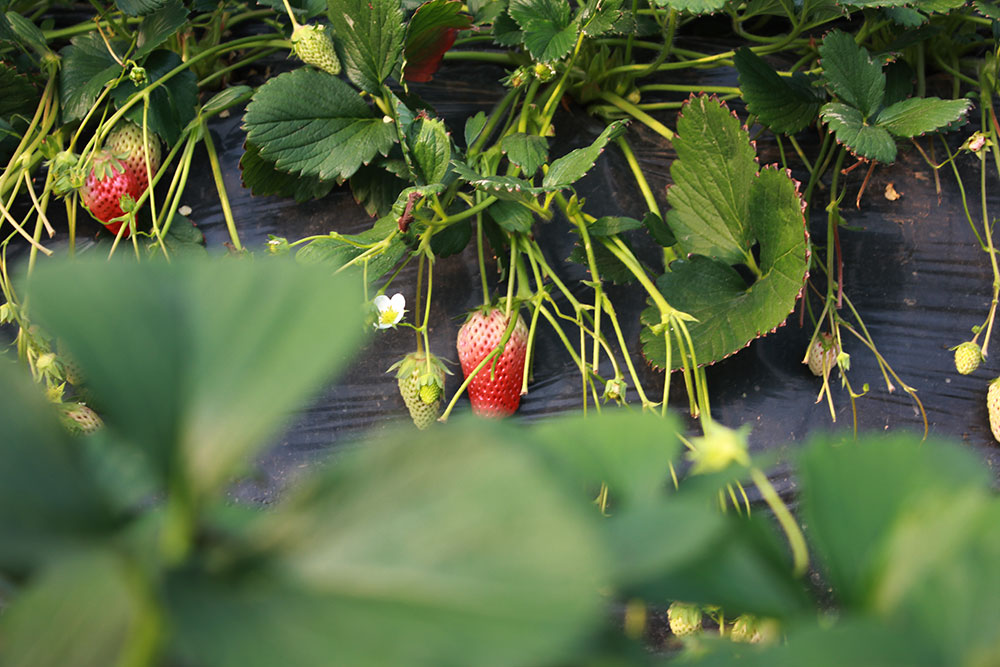 億誠建設三八婦女節摘草莓 億誠建設三八婦女節摘草莓