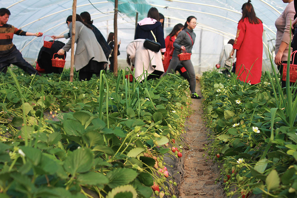 億誠建設三八婦女節摘草莓 億誠建設三八婦女節摘草莓
