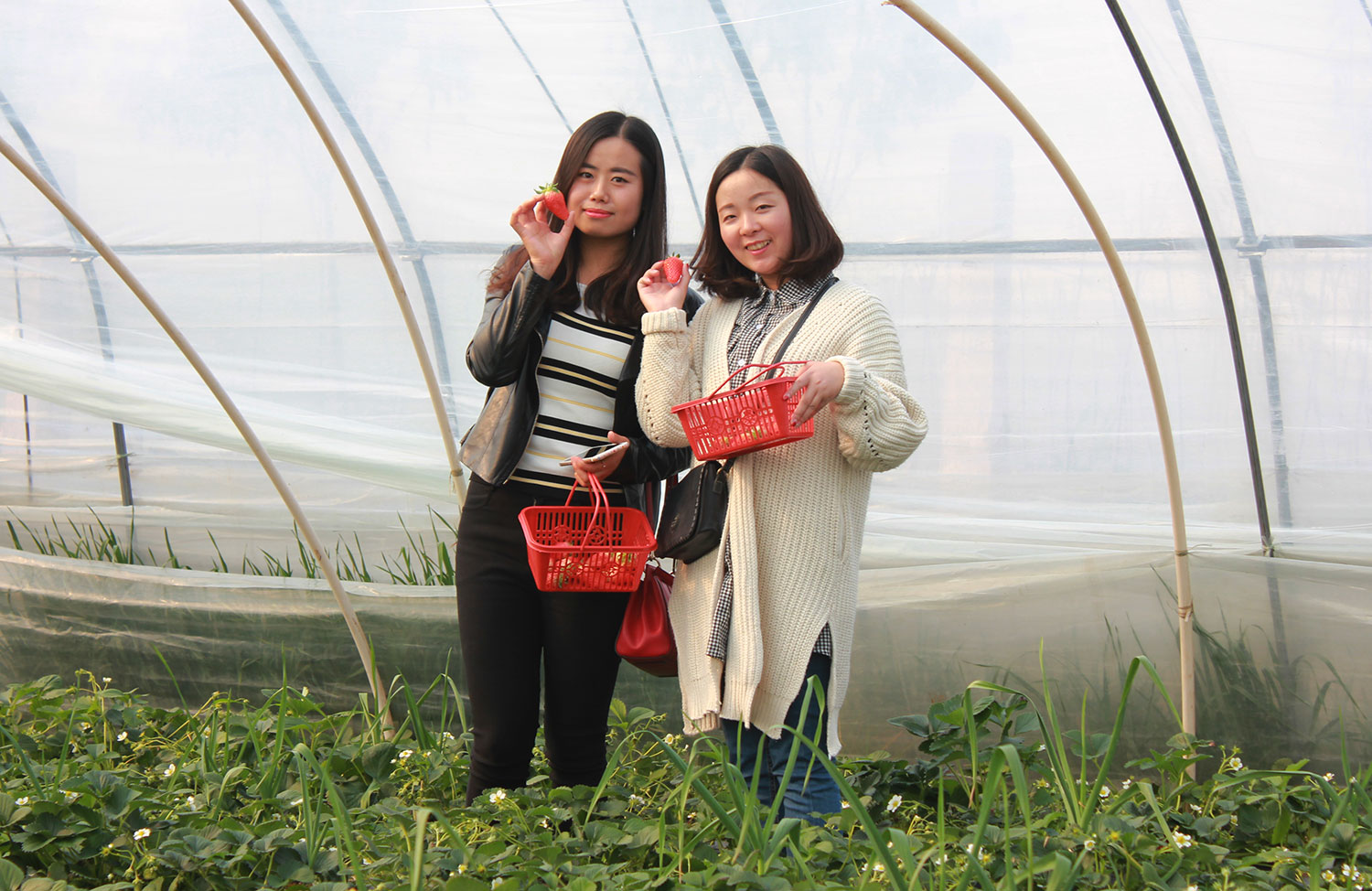 億誠建設三八婦女節摘草莓 億誠建設三八婦女節摘草莓