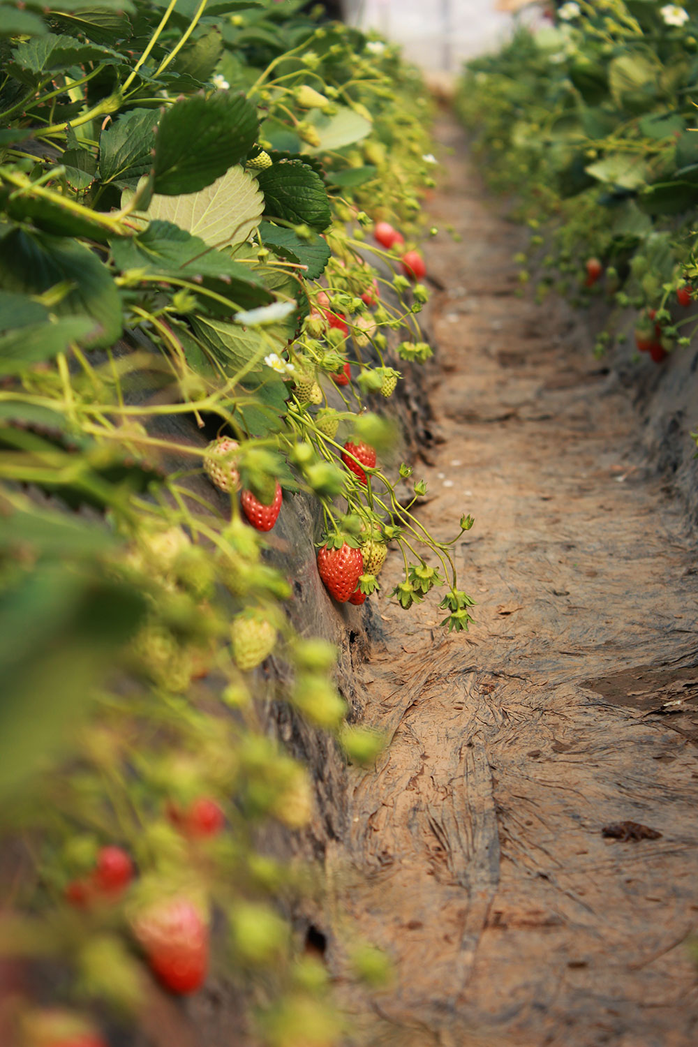 億誠建設三八婦女節摘草莓 億誠建設三八婦女節摘草莓